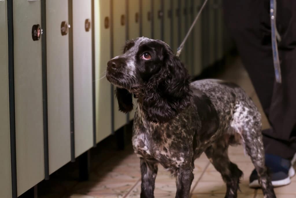 Bomb sniffing dog conducting a search