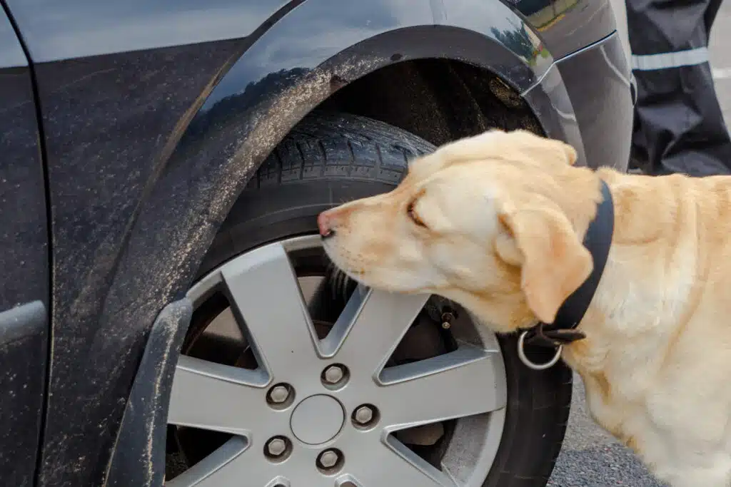 K9 security performing a vehicle screening