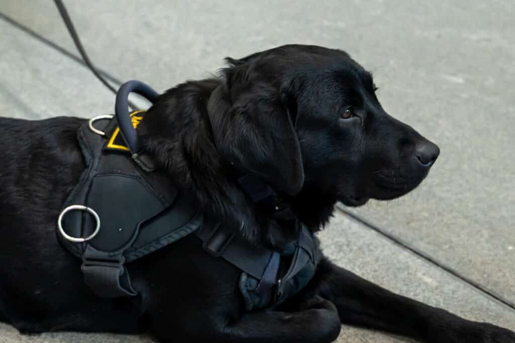 K9 Patrol Unit