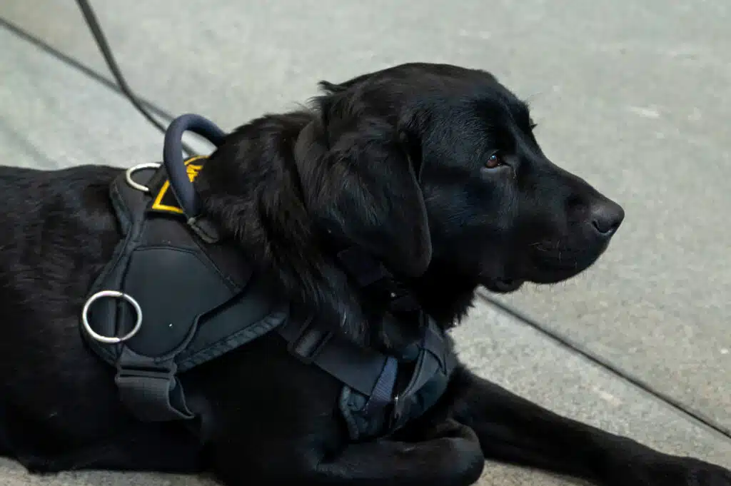 K9 Patrol Unit