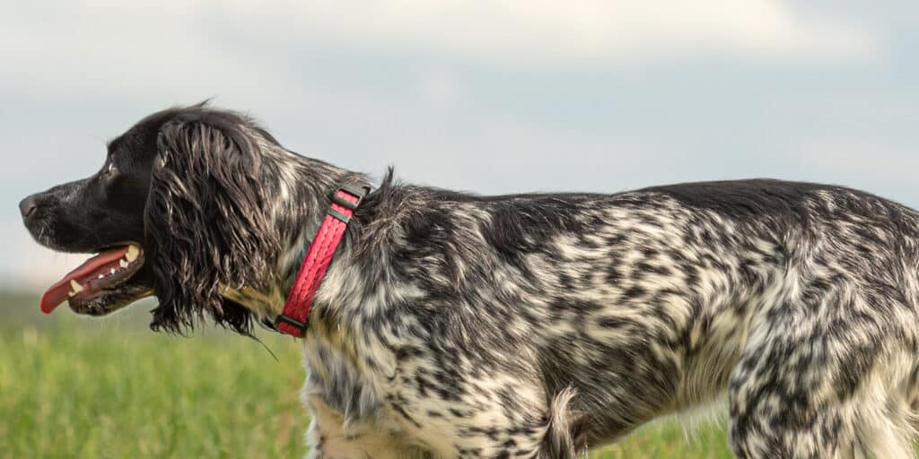 K9 Security Unit Tracking